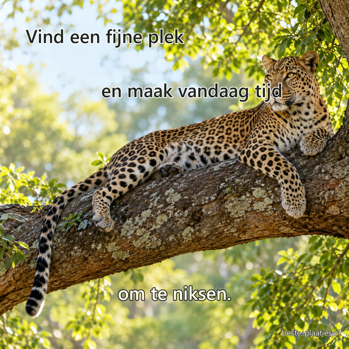 Een luipaard rust languit op een dikke boomtak in gevlekt zonlicht.