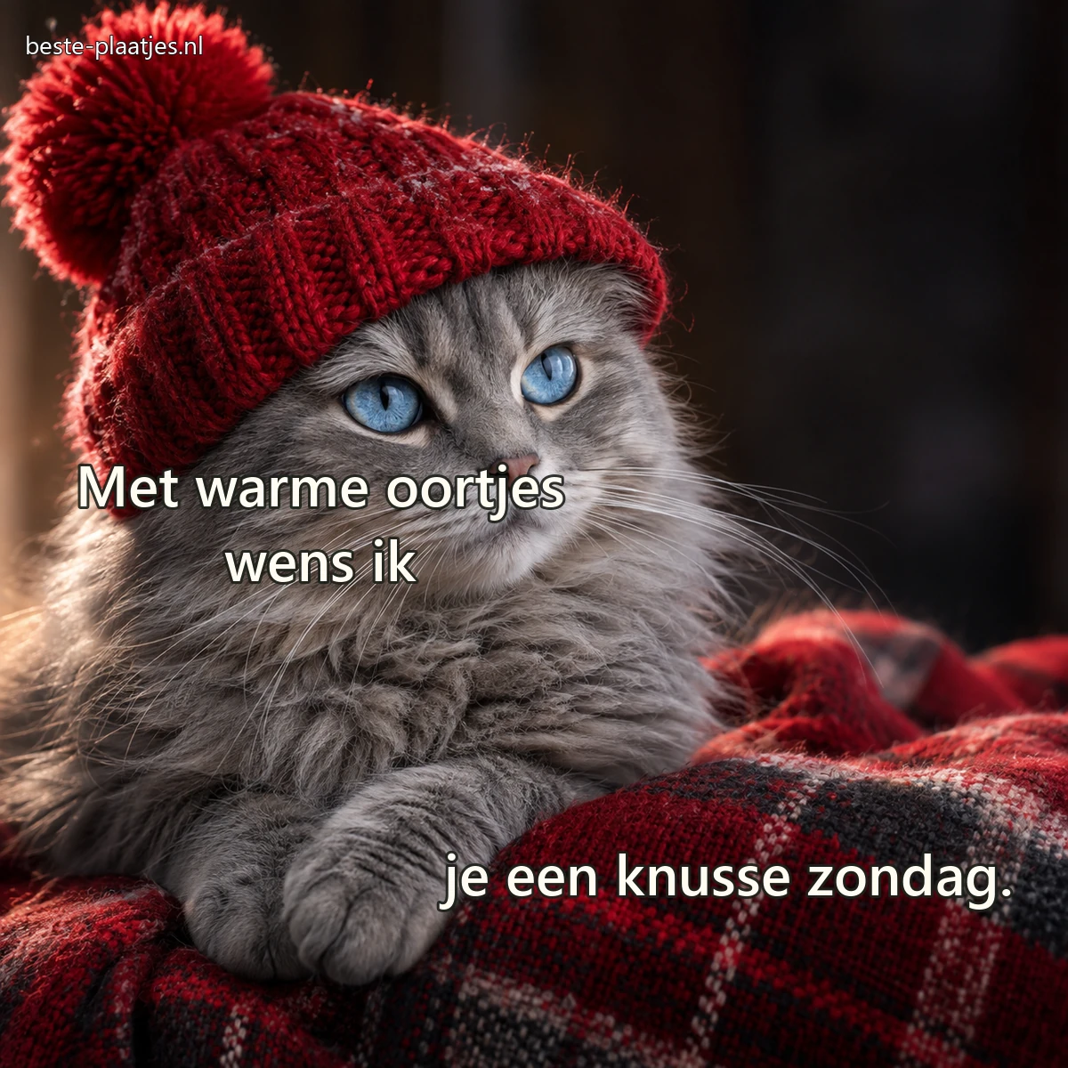 Een grijze kat met blauwe ogen draagt een zachte rode wintermuts.