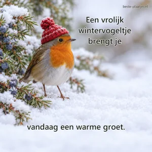 Een roodborstje met klein wollen mutsje staat in zachte sneeuw bij jeneverbessen.