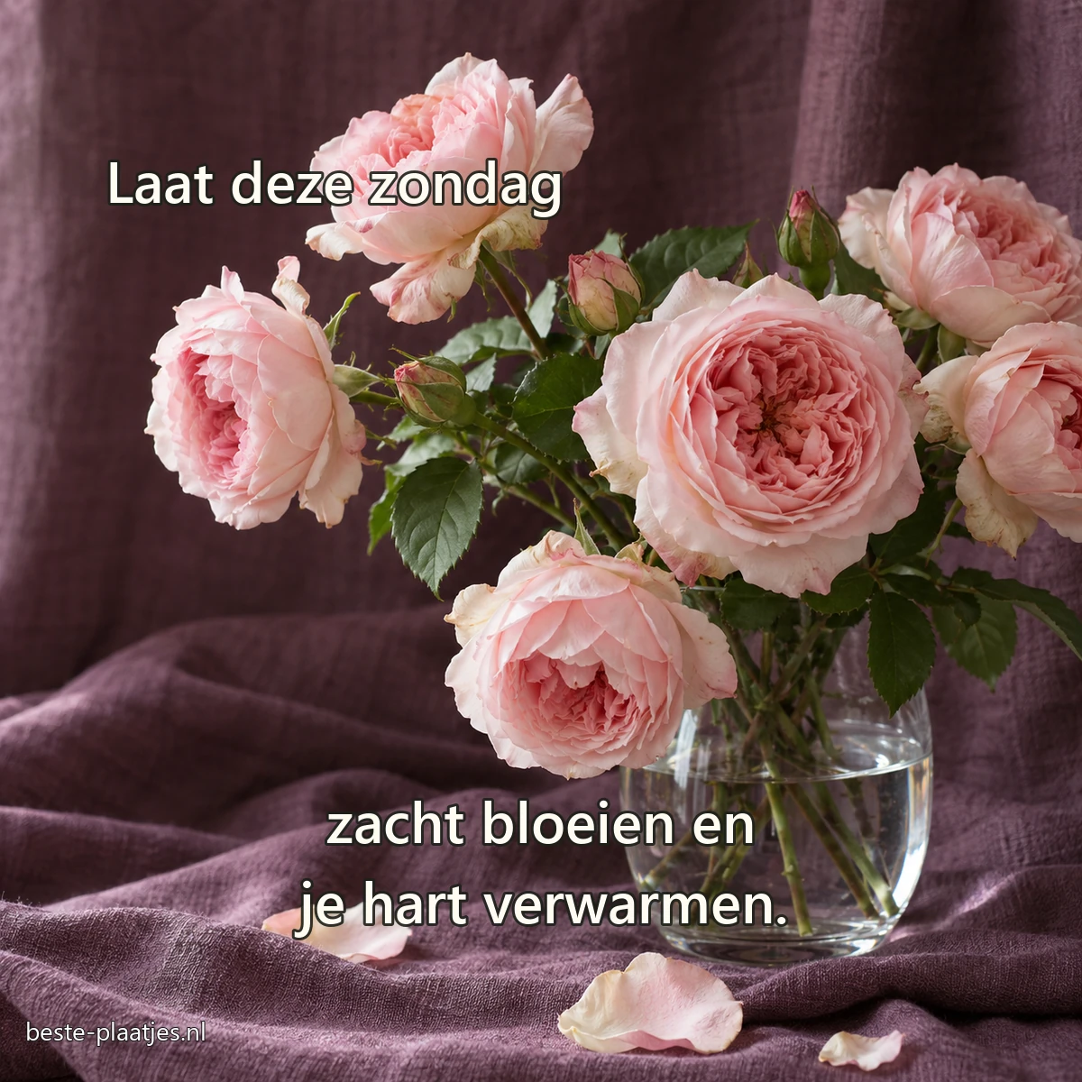 Lichtroze tuinrozen staan in een eenvoudige glazen vaas tegen pruimkleurig linnen.