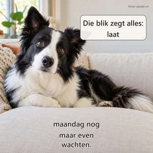 Een bordercollie kijkt verbaasd maar vriendelijk vanaf een crèmekleurige bank.