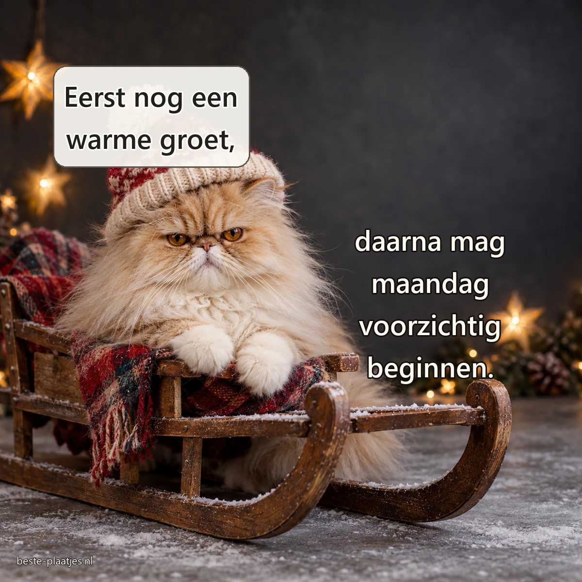 Een norse Perzische kat met wintermuts zit in een kleine houten slee.