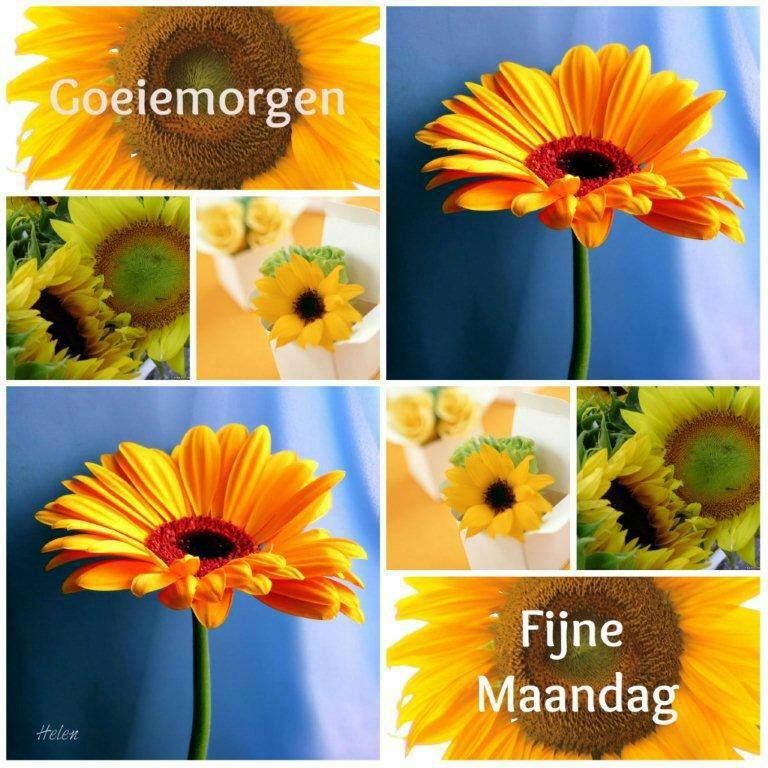 Fijne maandag bloemen 7