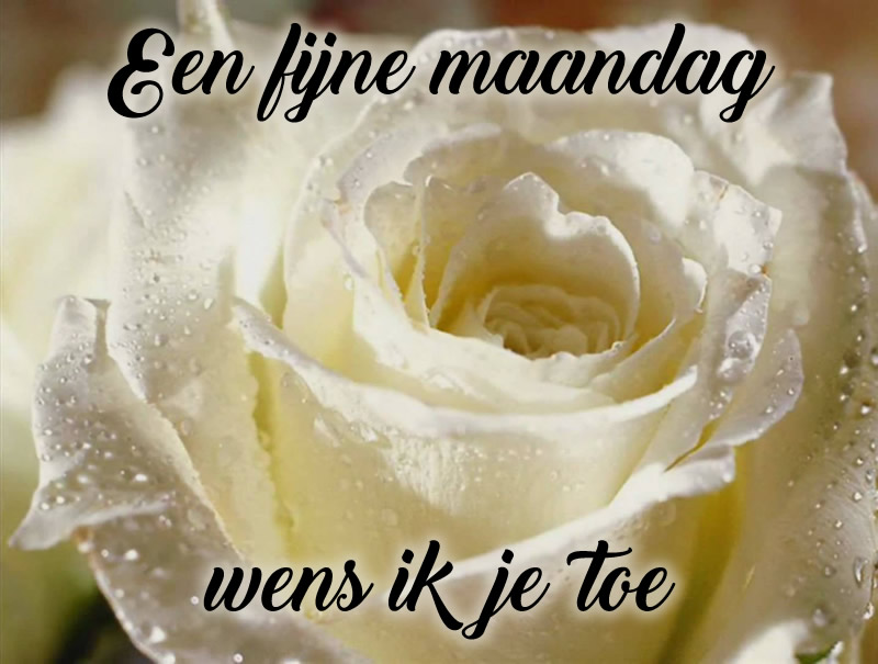 Fijne maandag bloemen 8