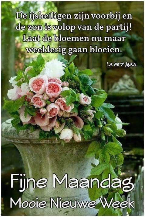 Fijne maandag bloemen 10