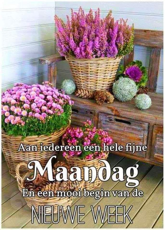 Fijne maandag bloemen 11