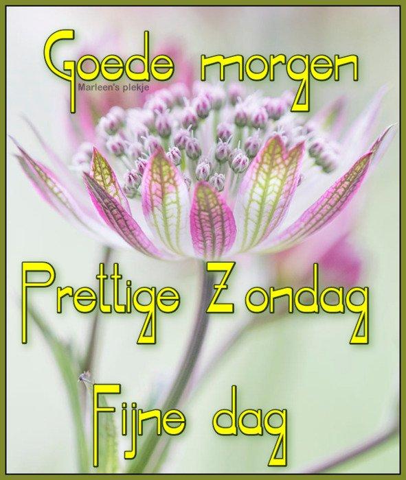 Fijne maandag bloemen 16