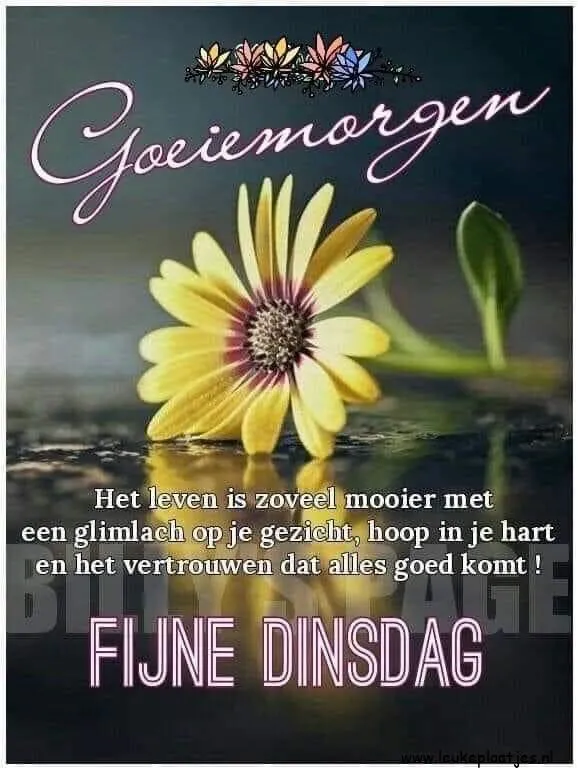 Tekst met een mooie bloem, boodschap voor een fijne dinsdag en optimisme voor het leven.