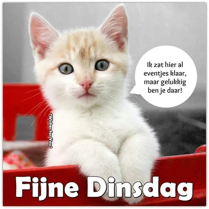 Een schattige kitten zit in een mand met de tekst "Fijne Dinsdag".