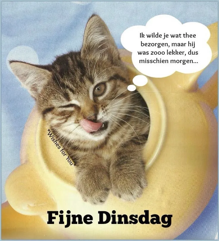 Kat in een theepot met een vrolijke tekst over dinsdag.