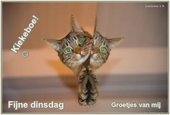 Een kat kijkt in de camera met een speelse uitdrukking. Groet voor dinsdag.