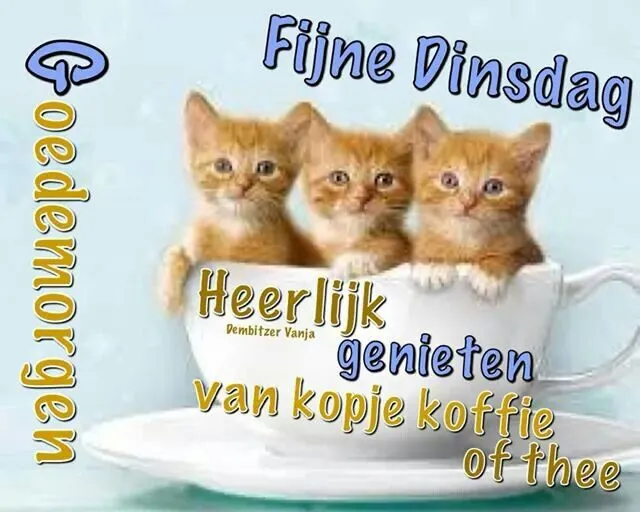 Drie schattige kittens zitten in een grote koffiemok met feestelijke tekst.