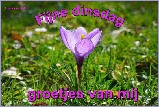 Paars bloemetje op groene achtergrond met de tekst "Fijne dinsdag, groetjes van mij".