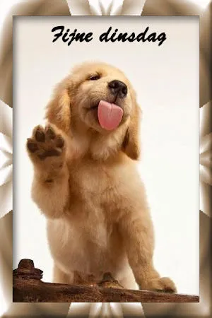 Een schattige puppy steekt zijn pootje op en liket zijn neus.