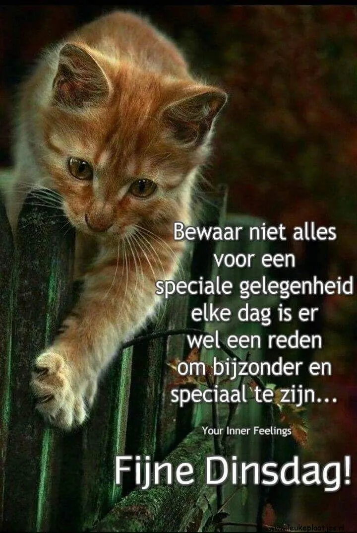 Een kat leunt naar voren op een hek, met inspirerende tekst over bijzondere dagen.