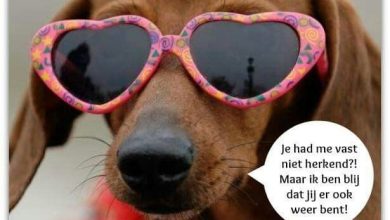 fijne dinsdag humor 000 - fijne dinsdag humor