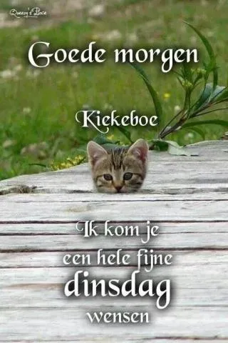 Kattekop kijkt achter een houten plank met de tekst: "Goede morgen, fijne dinsdag wensen".