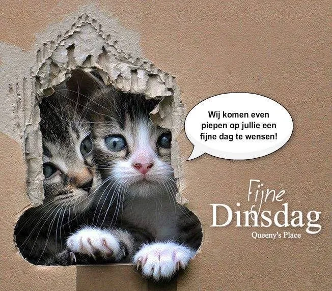 Twee katten kijken door een stuk gescheurd papier met een groet.