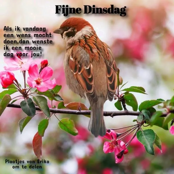 Vogel op een tak met bloemen, met de tekst "Fijne Dinsdag".