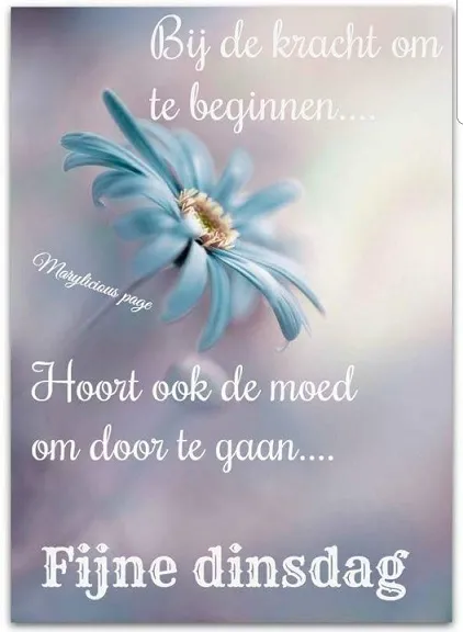 Quote over moed en doorzettingsvermogen met een bloem op de achtergrond. Fijne dinsdag!