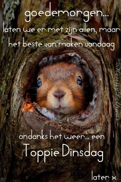 Eekhoorn kijkt uit een boomholte met de tekst "Goede morgen" en wensen voor een mooie dinsdag.
