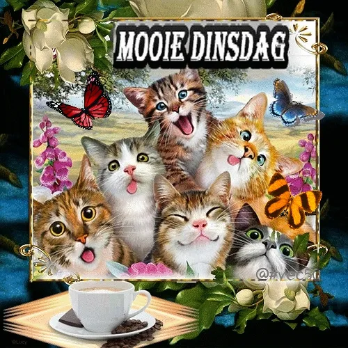 Groep vrolijke katten met een kopje koffie en bloemen achtergronden. Tekst: "Mooie dinsdag".