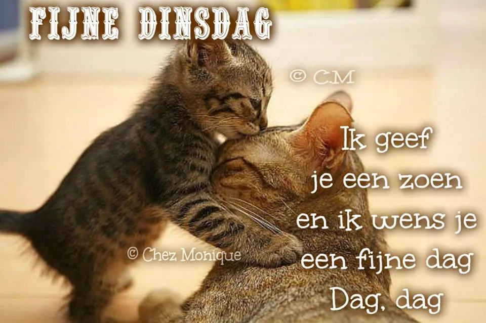 Een kitten kust een volwassen kat, met de tekst "Fijne Dinsdag" eronder.