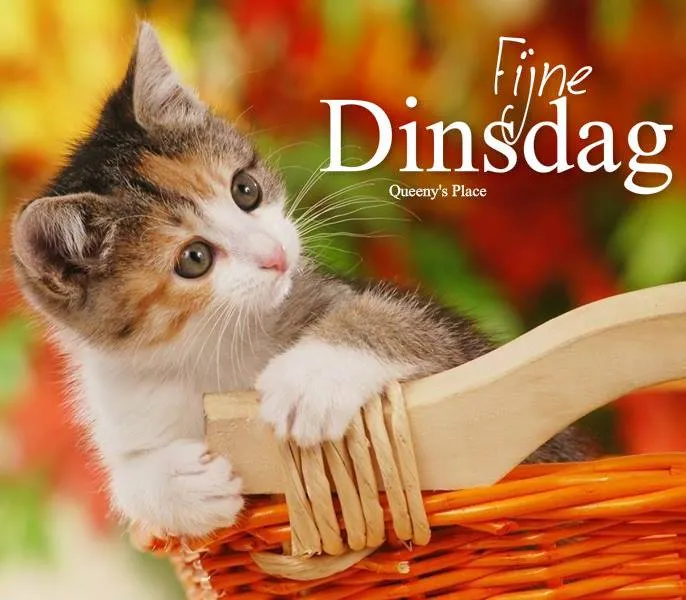 Een schattige kitten in een mand, met kleurrijke achtergronden en tekst "Fijne Dinsdag".