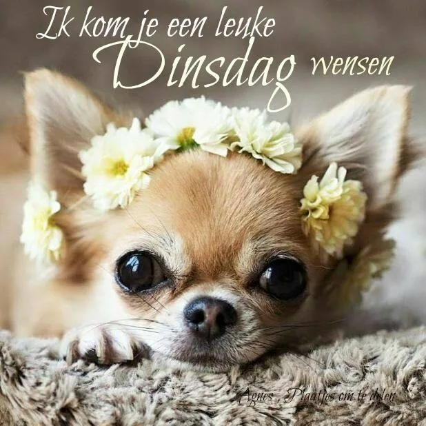 Schattige chihuahua met bloemen op de kop, wens een fijne dinsdag.