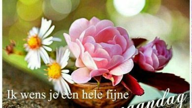 fijne maandag bloemen 000 - fijne maandag bloemen
