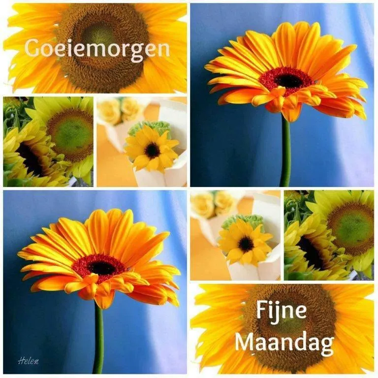 Fijne maandag bloemen 7 Verschillende zonnebloemen met de tekst "Goeiemorgen" en "Fijne Maandag".