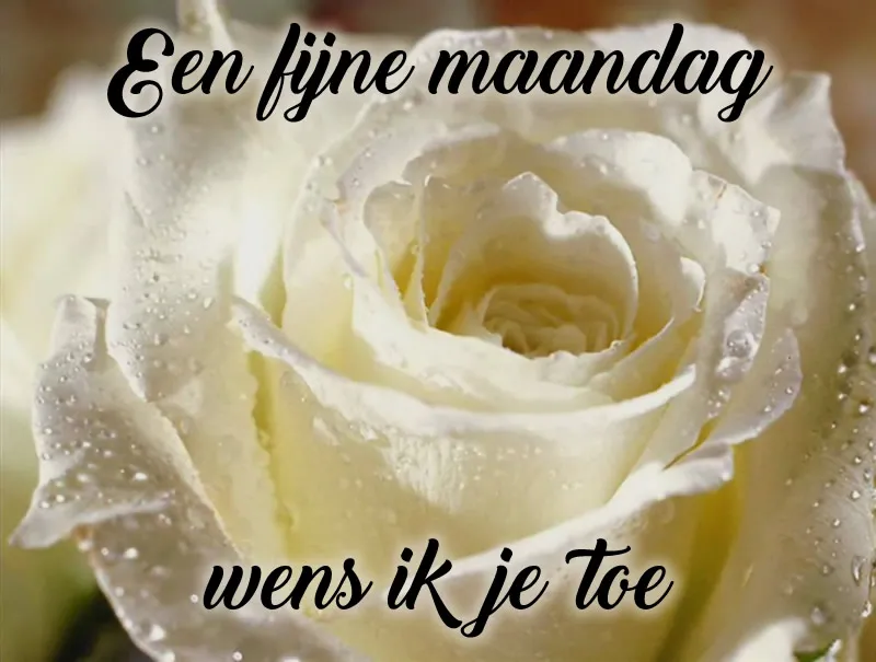 Fijne maandag bloemen 8 Witte roos met waterdruppels en tekst: "Een fijne maandag wens ik je toe".