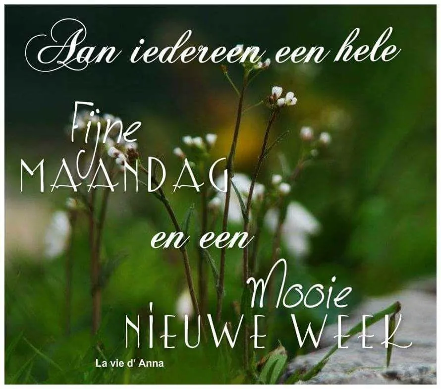 Fijne maandag bloemen 14 Tekst op een groene achtergrond: "Fijne maandag en een mooie nieuwe week".