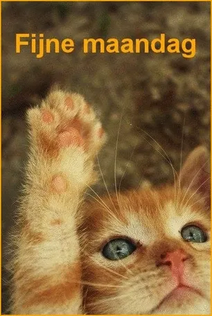 Een schattige kitten met opgestoken pootje en grote blauwe ogen.