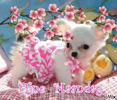 Een schattige chihuahua in een roze outfit, omringd door bloemen en een teddybeer.