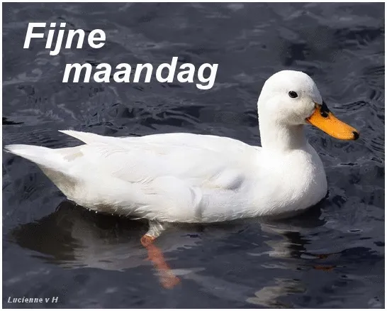 Witte eend in water met de tekst "Fijne maandag".