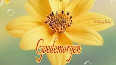 goedemorgen afbeeldingen 000 - goedemorgen afbeeldingen