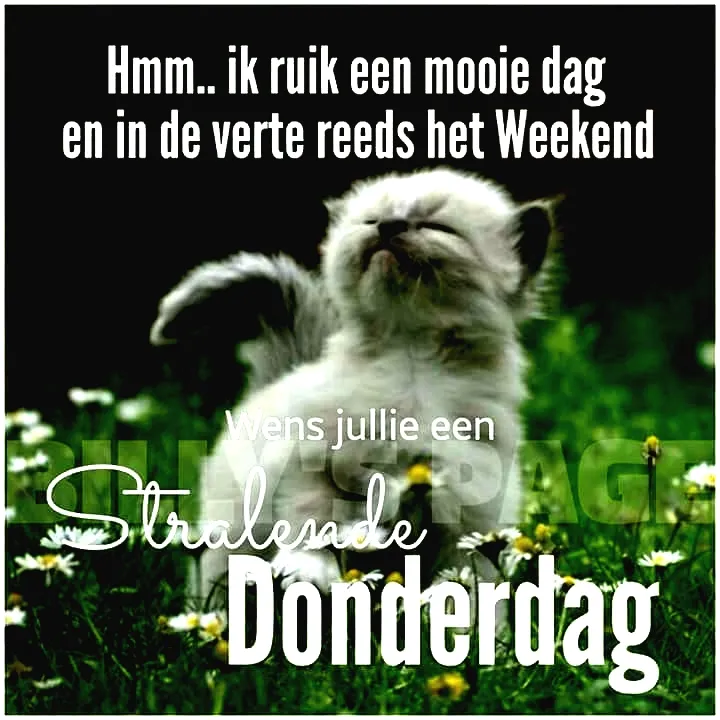 Een schattige kitten tussen bloemen met de tekst: "Stralende Donderdag."