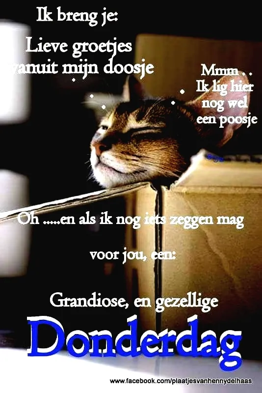 Kat ligt ontspannen in een doos met een boodschap voor donderdag.