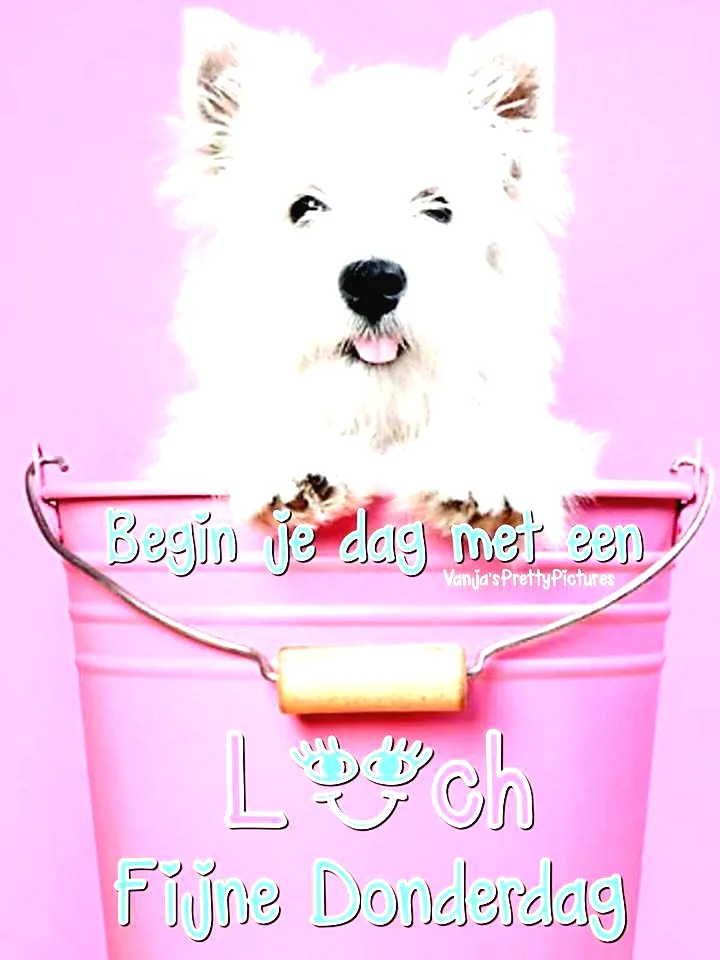 Hond in een roze emmer met vrolijke tekst over een fijne donderdag.