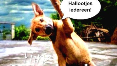 goedemorgen donderdag humor 000 - goedemorgen donderdag humor