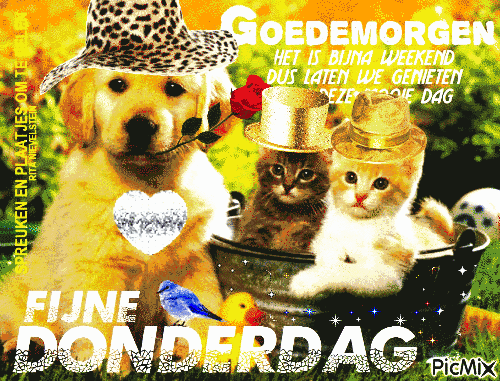 Donderdag plaatje