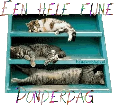 fijne donderdag gif - Drie slaperige katten liggen gezellig op een turquoise trap.